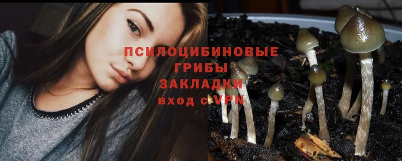 даркнет сайт  Курганинск  Галлюциногенные грибы Psilocybine cubensis 